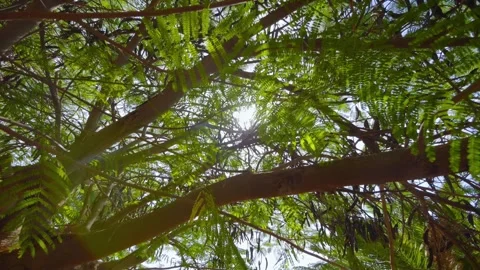 Sunlight shining through the lush green branches of a tree in 4k slow motio.. Stock Footage 285643953