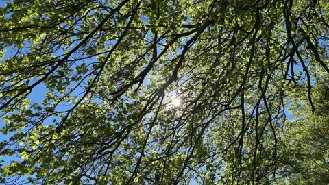 Sunlight shining through lush green tree canopy Stock Footage 310837933