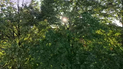 Sunlight shining through lush green trees in a summer forest Stockbeeldmateriaal 346813064