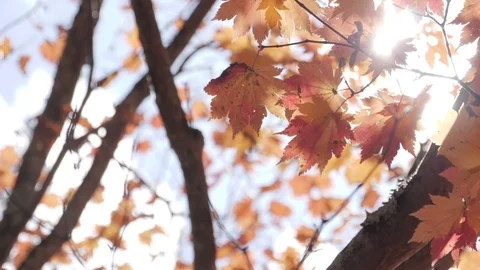 Sunlight shining through maple autumn tree at park Stock Footage 105273510