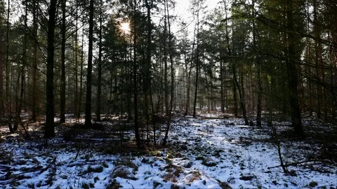 Sunlight shining through a misty winter morning in the snowy forest Stock Footage 75061538