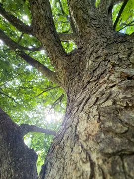 Sunlight shining through old branches detail Foto stock