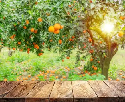 Sunlight shining through orange and red fruit trees in a garden Stock Photos