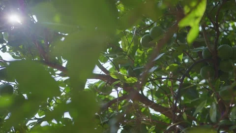 Sunlight Shining through Orange Tree and Oranges Dangling from Tree 2 Stock Footage 346502907