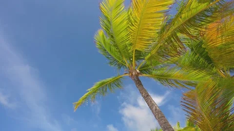 Sunlight shining through palm branches against a cloudy sky.  Stock Footage 204016751