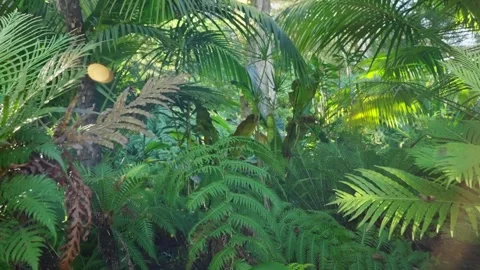 Sunlight shining through palm fronds in tropical garden or green forest Stock Footage 289677588