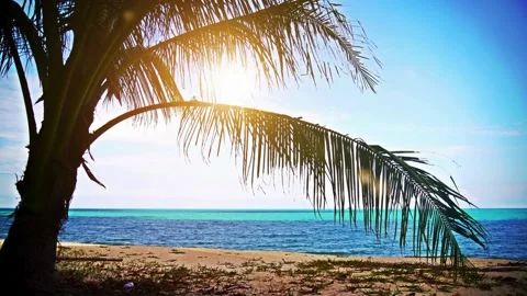 Sunlight shining through palm leaves on a tropical beach Stock Footage 336399412