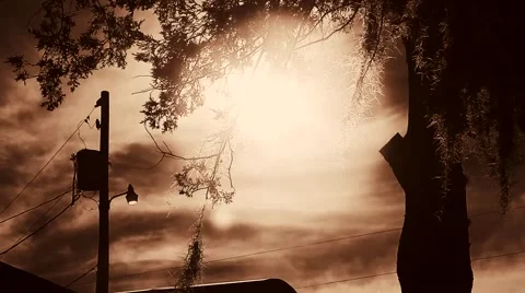 Sunlight shining through palm tree Vídeos de archivo 45227319