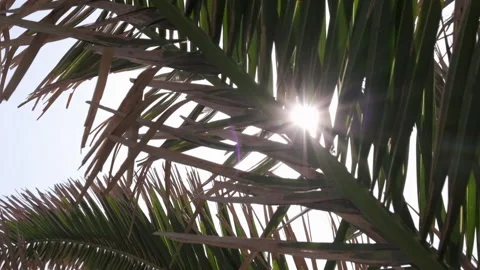Sunlight shining through palm tree leaves. Close up. Stock Footage 131863068