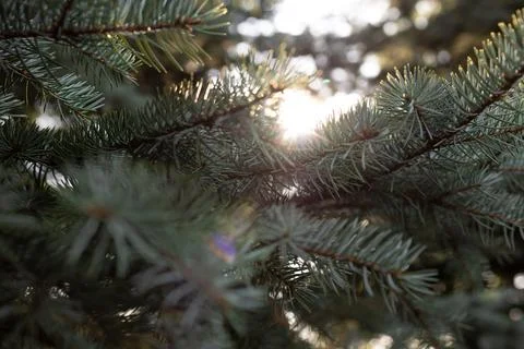 Sunlight Shining Through Pine Branches with Blue Green Needles Natural Textur Stock Photos