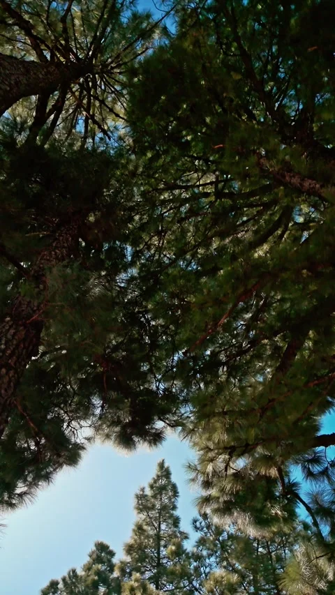 Sunlight shining through the pine canopy, creating a stunning lens flare Stock Footage 294279475