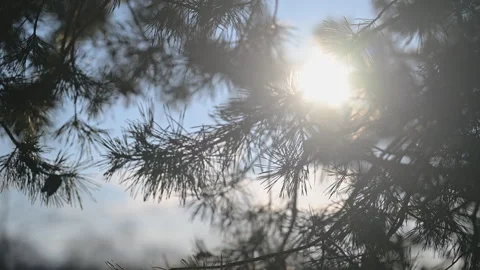 Sunlight shining through pine needles on blue sky, peaceful nature background Stock Footage 332310098