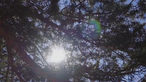 Sunlight shining through pine tree branches in forest Stock Footage 310230398