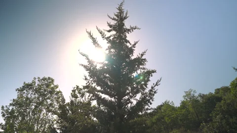 Sunlight Shining Through Pine Tree in Mountain Forest Stock Footage 316233105