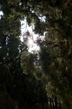Sunlight shining through pine tree branches Stock Photos