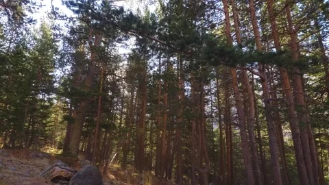 Sunlight Shining Through Pine Trees in a Forest, North Caucasus, Russia Stock Footage 320856350