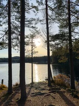 Sunlight Shining Through Pine Trees Across a Swedish Lake Stock Photos