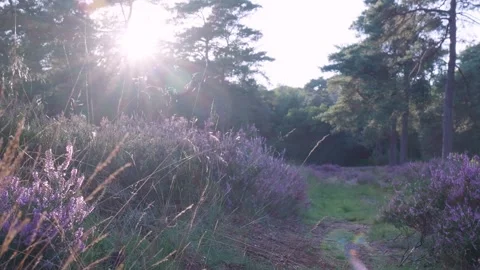 Sunlight shining through purple heather flowers in a forest Stock Footage 315339740