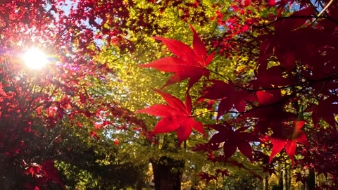 Sunlight shining through red and yellow autumn tree leaves 스톡 동영상 343890880