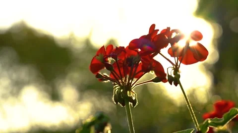 Sunlight Shining Through Red Geranium Flowers In A Garden During Summer Stock Footage 341996071