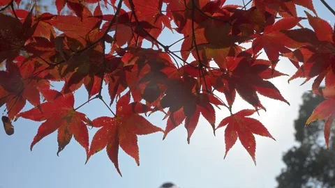 Sunlight shining through red maple leaves in Japan 库存影片 311867364
