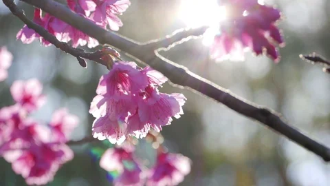 Sunlight shining through Sakura tree at park in spring Stock Footage 87185095