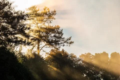 Sunlight shining through silhouetted tree Stock Photos