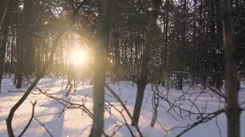 Sunlight shining through snow covered forest Stock Footage 292924692