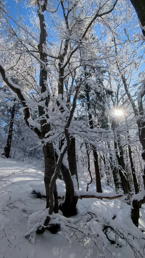 Sunlight shining through snow covered tree branches in magical winter forest 스톡 동영상 336395334