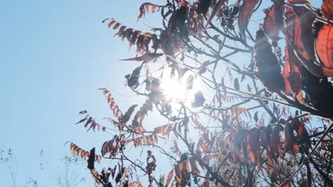 Sunlight Shining Through Staghorn Sumac Branches Stock Footage 332066836