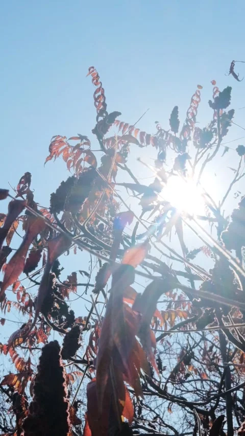 Sunlight Shining Through Staghorn Sumac Branches Vertical Video Stock Footage 332067012