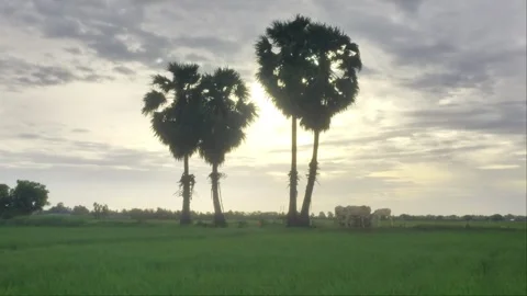 Sunlight Shining Through Sugar Palm Trees with Grazing Cattle in Rice Field Stock Footage 344317666
