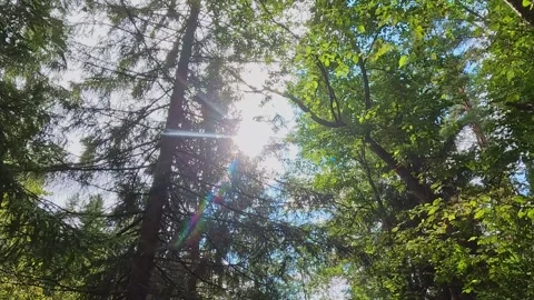 Sunlight shining through tall forest trees in summer woods Video stock 317280061