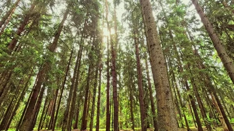 Sunlight shining through tall forest tree canopy Stock Footage 317566507