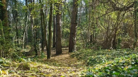 Sunlight shining through tall forest trees in peaceful green woods Stock Footage 320521372