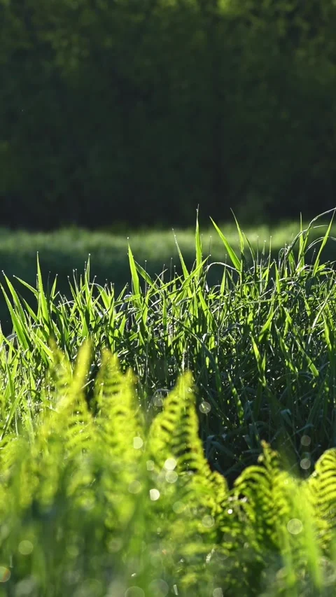 Sunlight Shining Through Tall Grass and Ferns in Slow Motion Stock Footage 341763893