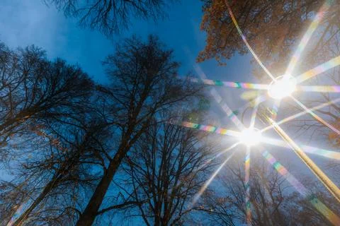 Sunlight shining through tall leafless trees against a deep blue sky, creat.. 库存照片