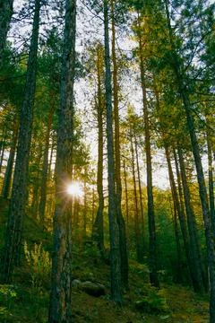 Sunlight shining through tall pine trees in dense forest creating warm gold.. Stock Photos