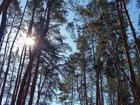 Sunlight shining through tall pine trees in forest Stock Photos