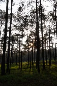 Sunlight shining through the tall trees in the forest Stock Photos