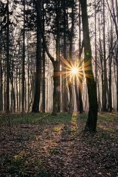 Sunlight shining through tall trees in a quiet forest Stock Photos