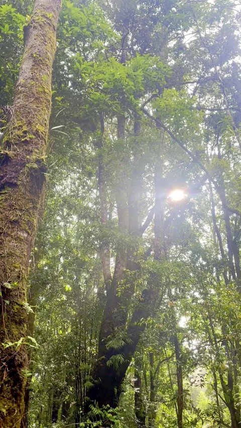 Sunlight shining through tall tropical forest trees Stock Footage 335431276