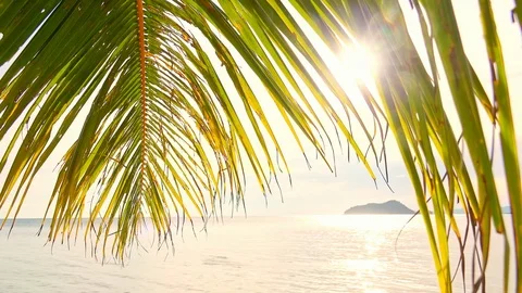 Sunlight shining through thick green palm branch. Calm ocean. Panoramic view Stock Footage 112246875