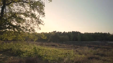 Sunlight shining through tree branches on a sunny day Stock Footage 293159473