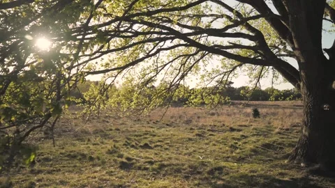 Sunlight shining through tree branches in meadow Stock Footage 293159476