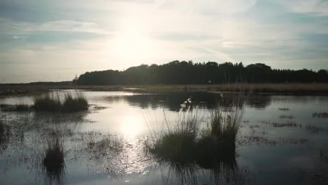 Sunlight shining through tree branches in meadow Stock Footage 293159477