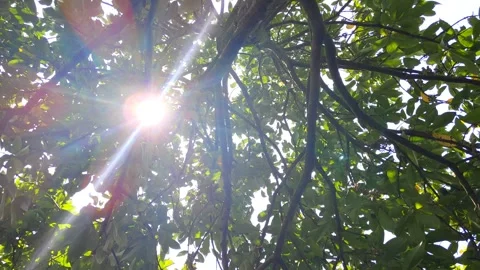 Sunlight Shining Through Tree Branches and Green Leaves Stock Footage 305166979