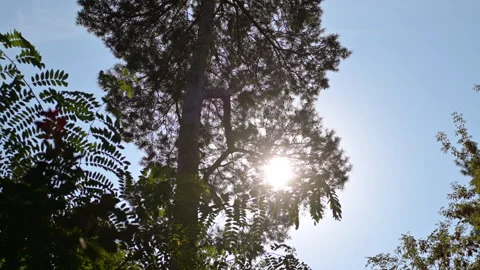 Sunlight Shining Through Tree Branches on Bright Summer Day Stock Footage 307139567