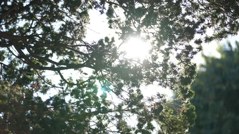 Sunlight Shining Through Tree Branches Stock Footage 312040760