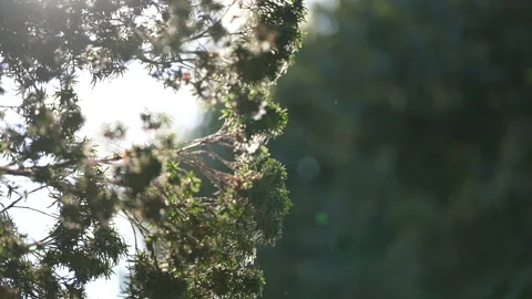 Sunlight Shining Through Tree Branches Stock Footage 312042916